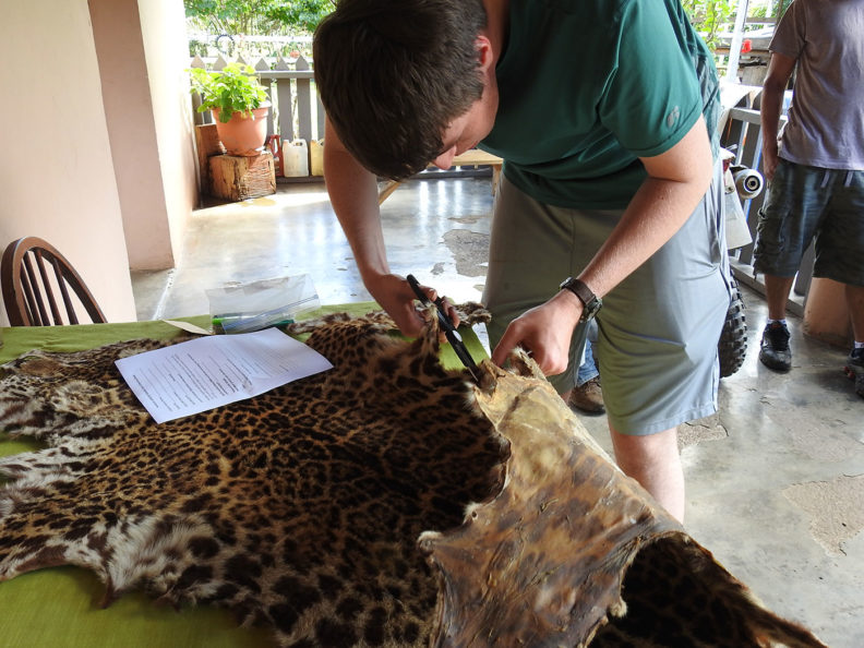 Inspecting jaguar pelt