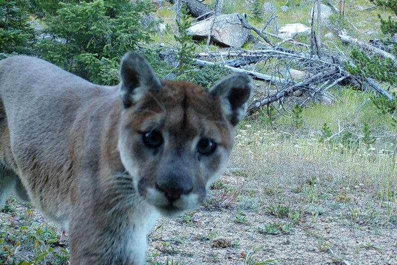 Cougar in Washington