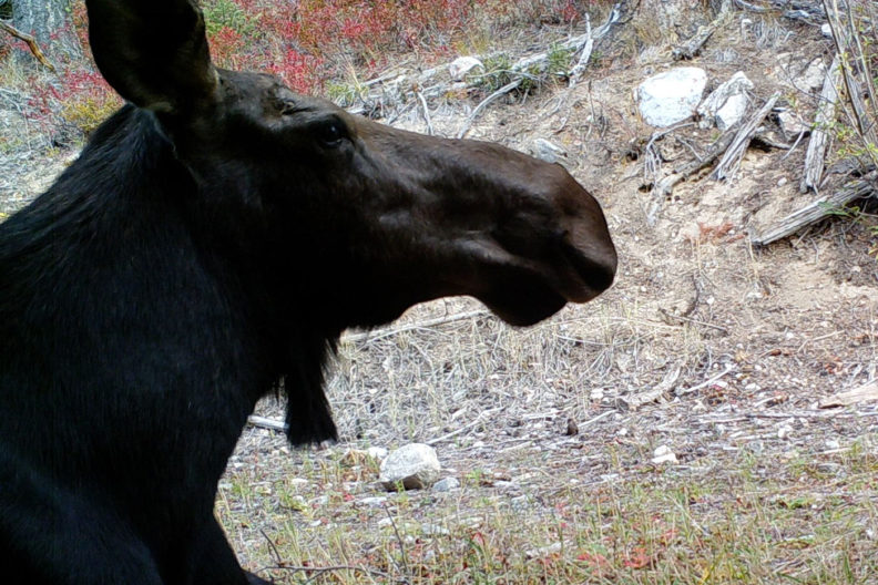 Moose in central Washington
