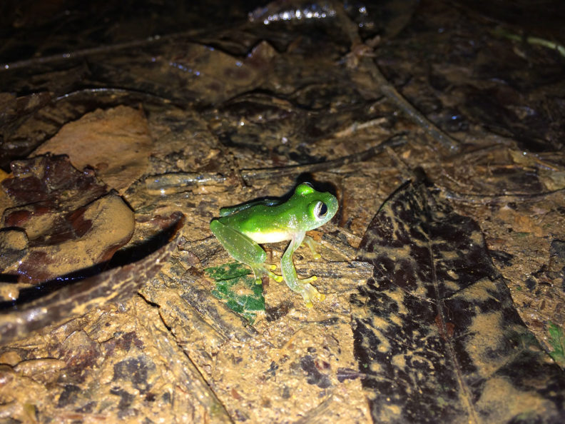 Frog in Honduras