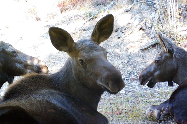 Moose family in central Washington