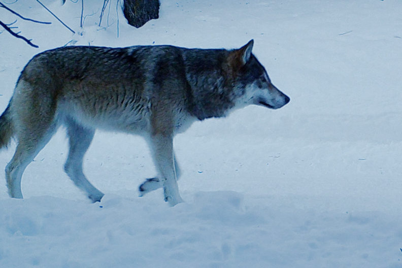 Wolf in central Washington