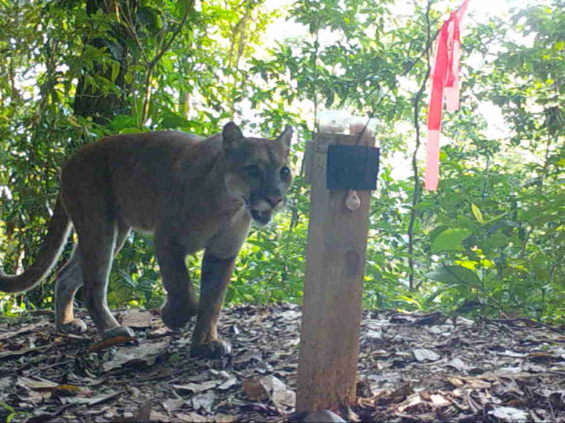 Puma in Honduras looks at a hair trap