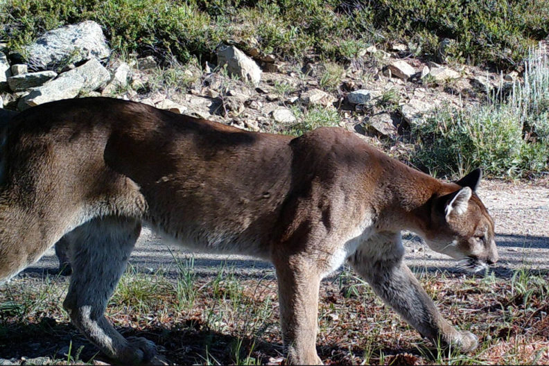 Cougar in central Washington