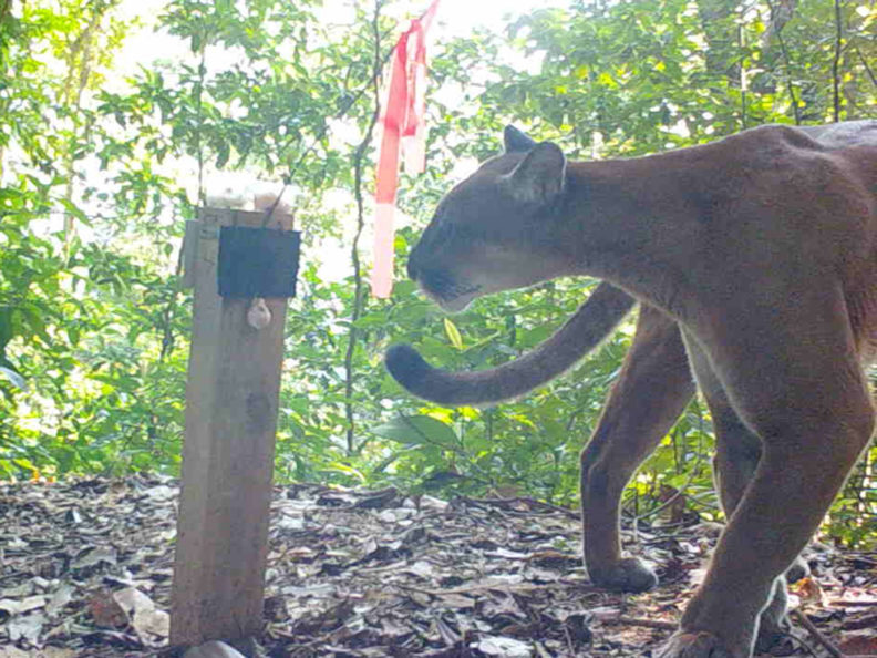Puma caught on a camera trap