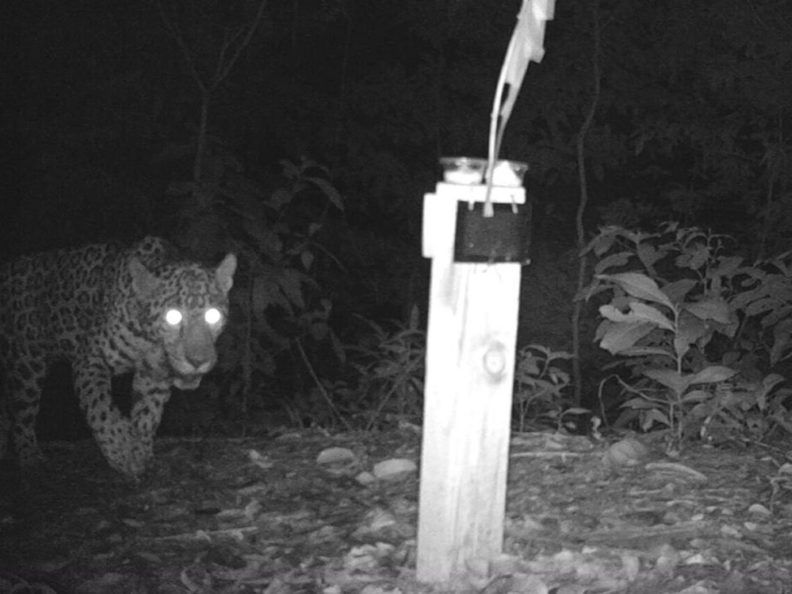 Jaguar visits hair trap at night in Honduras