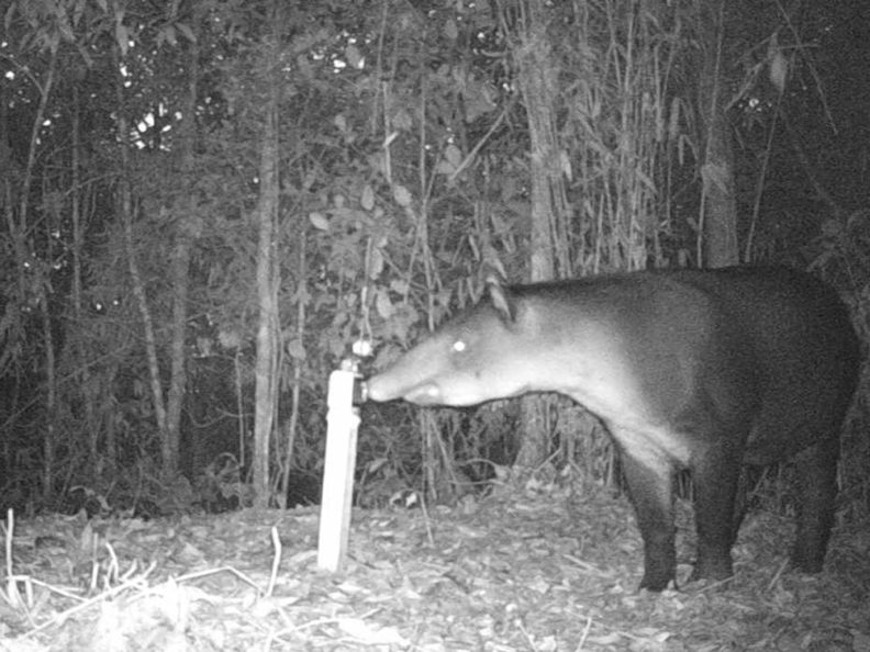 Tapir at hair trap