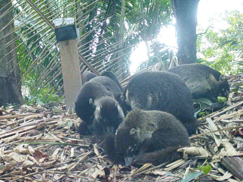 Tayra in Honduras
