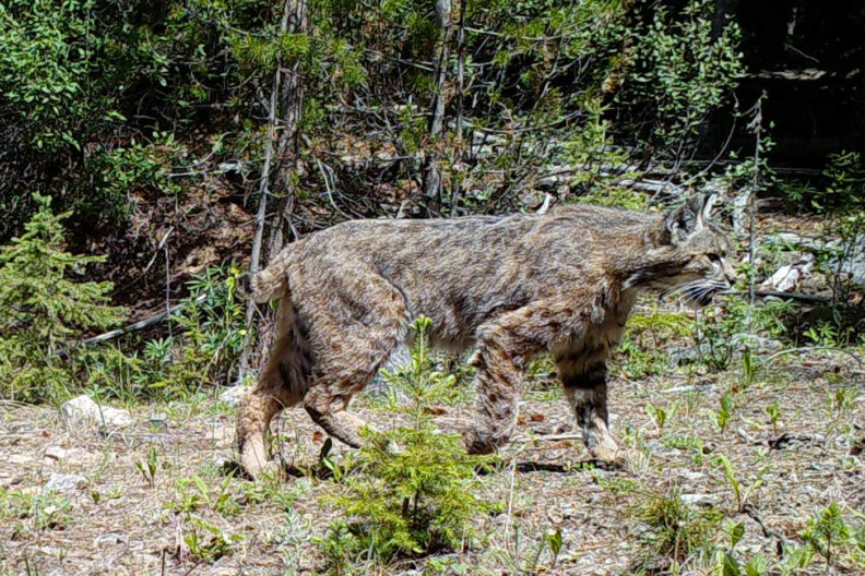 Lynx in Washington