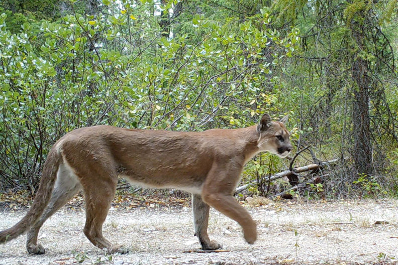 Cougar in central Washington