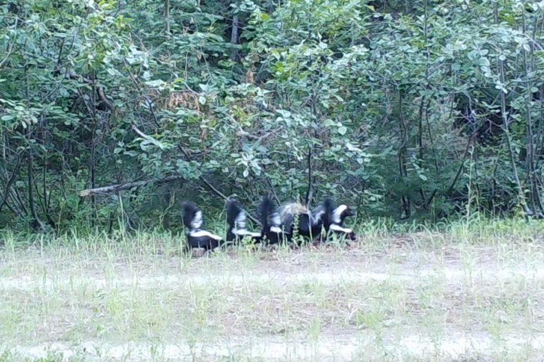 Skunk family in central Washington