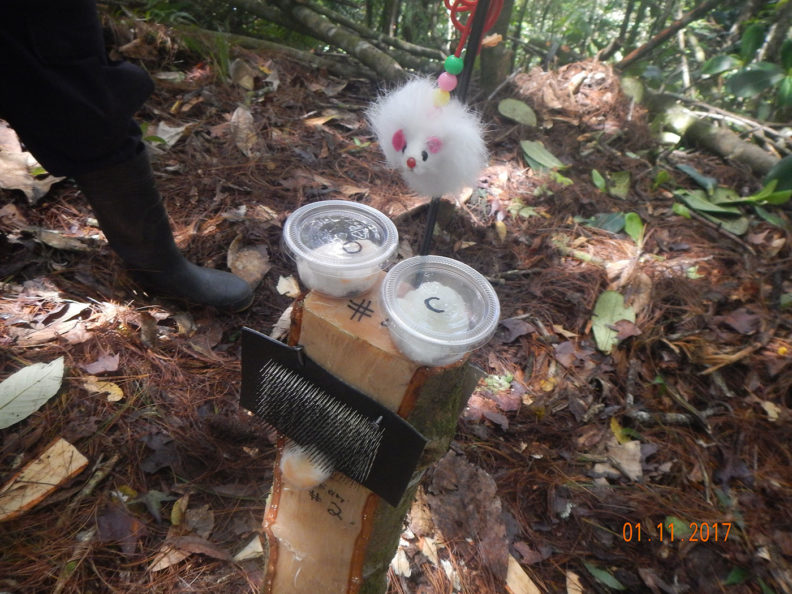 Hair trap in Honduran rain forest
