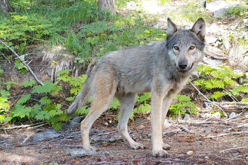 Wolf in central Washington