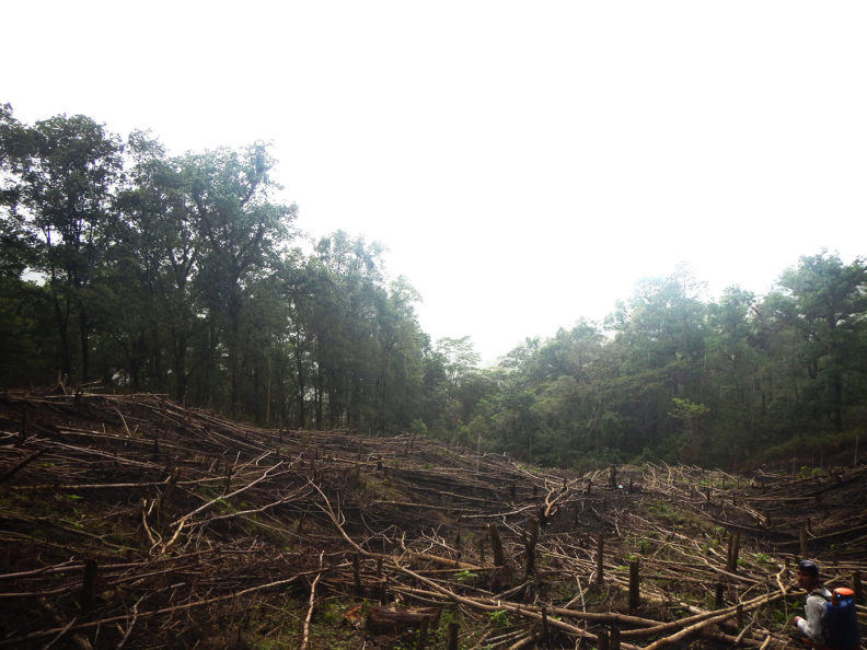Deforested area in Honduras