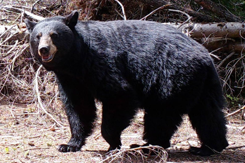 Black bear in central Washington