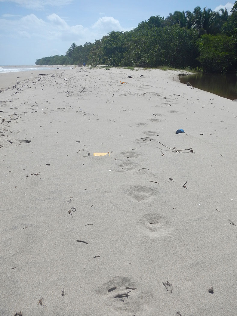Jaguar tracks on Honduran beach