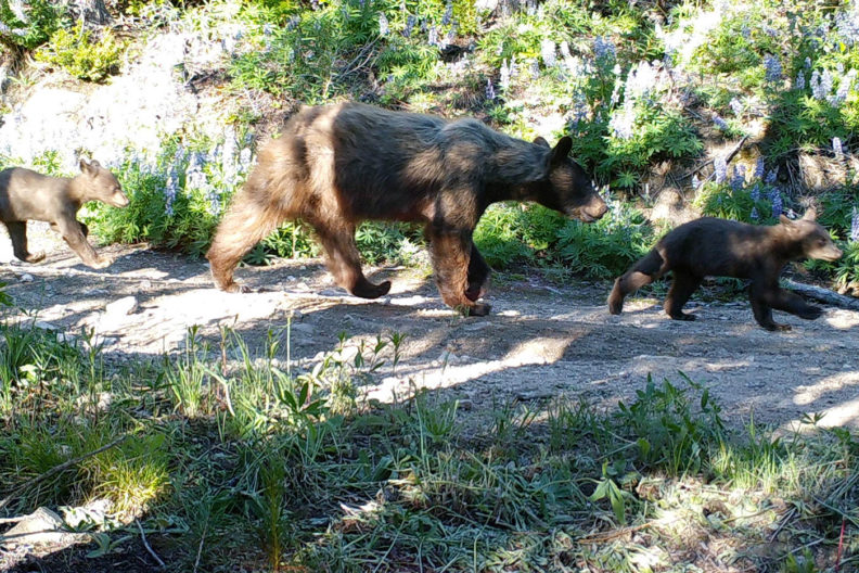 Bear family in central Washington