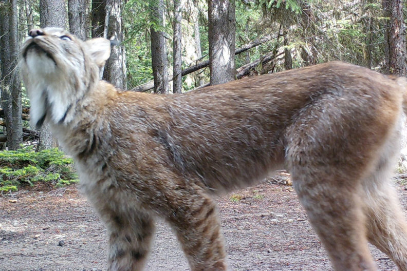 Lynx in central Washington