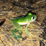 Frog in Honduras. Photo Travis King