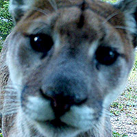 cougar head
