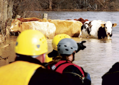 Cattle stuck in Midwest flood waters