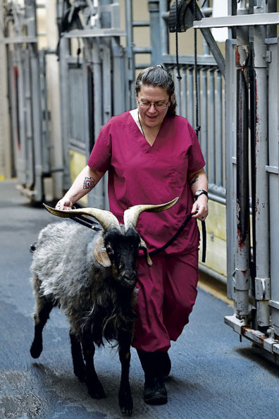 Corrie Hines with a goat at WSU