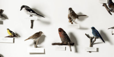 Birds on display at Charles H. Conner Museum at WSU