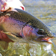 Rainbow trout