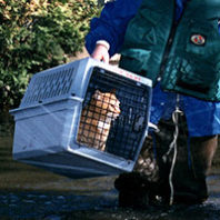 Cat in pet carrier begin carried away from a flood