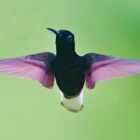 Black jacobin hummingbird