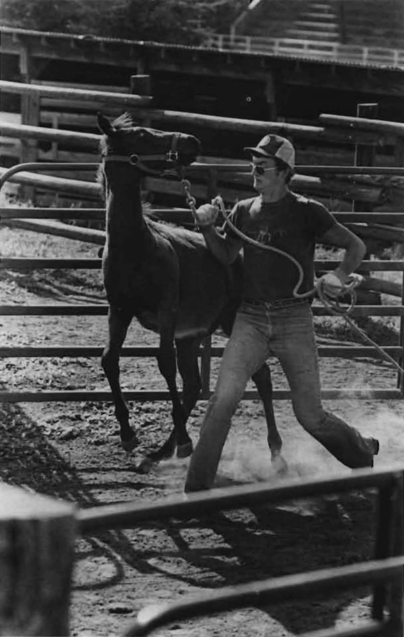 Livestock show at Hilltop Stables, WSU, 1983