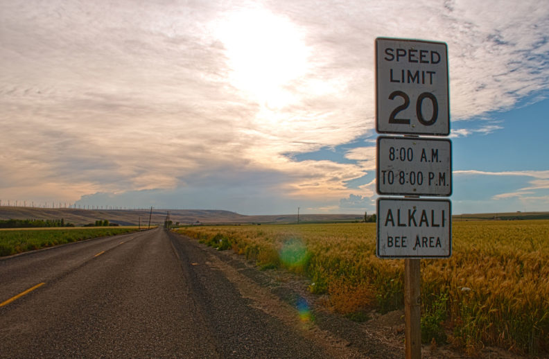 Bee speed limit sign