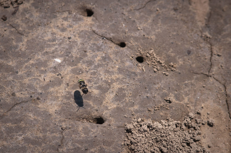 Alkali bee approaching its hole