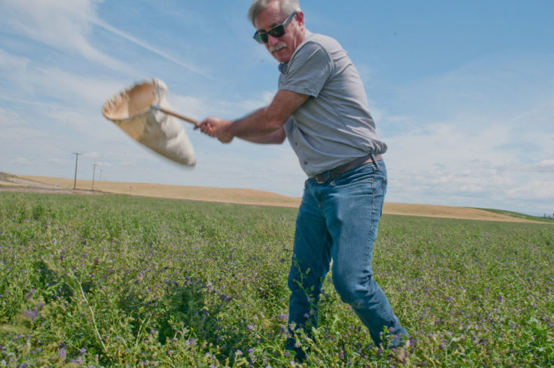 Doug Walsh sweeps his pest net