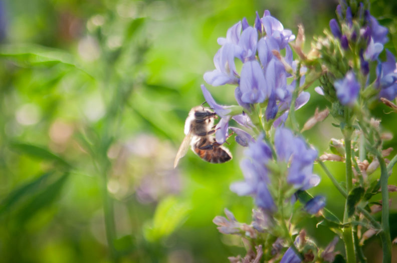Honey bee sipping nectar