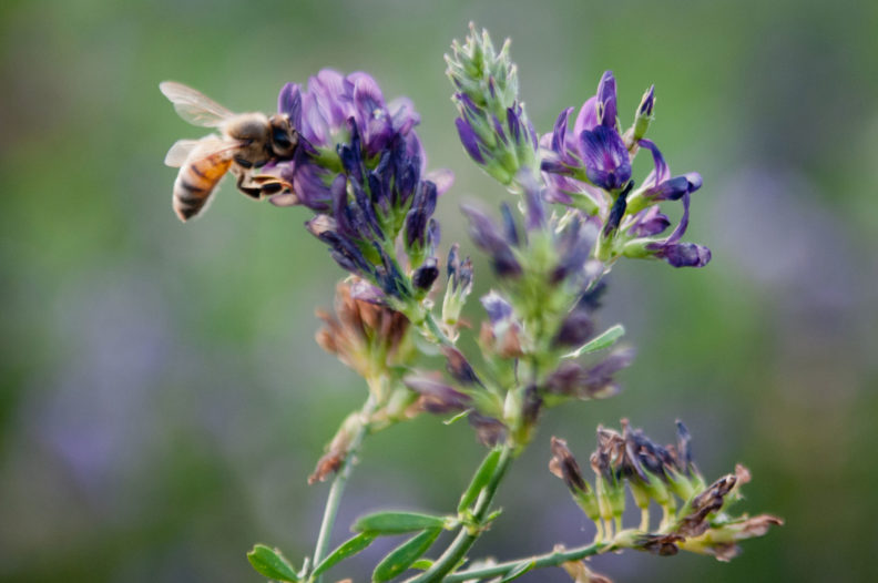 Honey bee seeking pollen