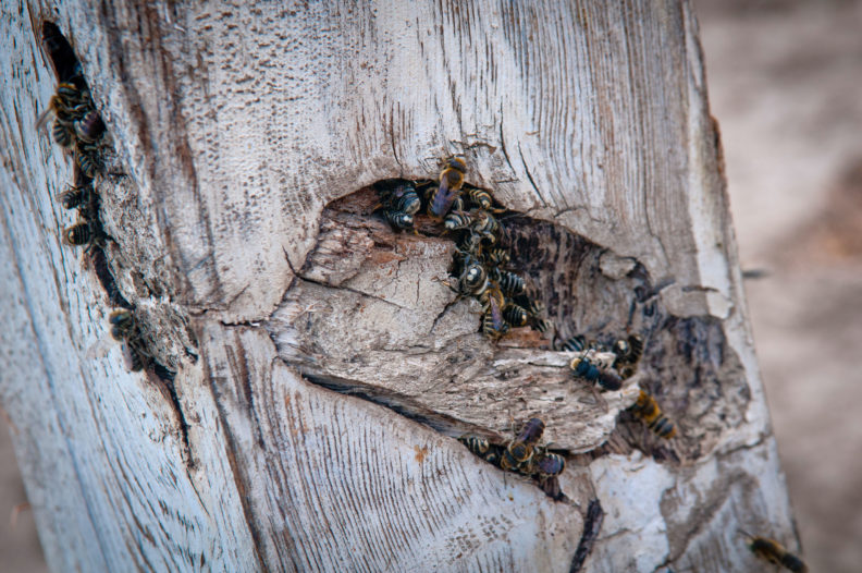 Honey bees congregated on piece of wood