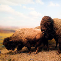 Bison (Photo iStock)