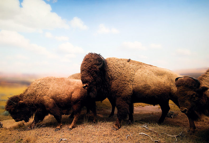 Taxidermy bison in museum