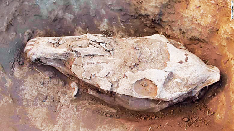 Ancient horse skull in Mongolia