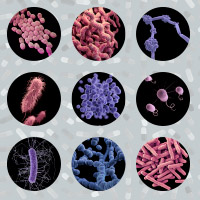 Unwanted microbes infographic