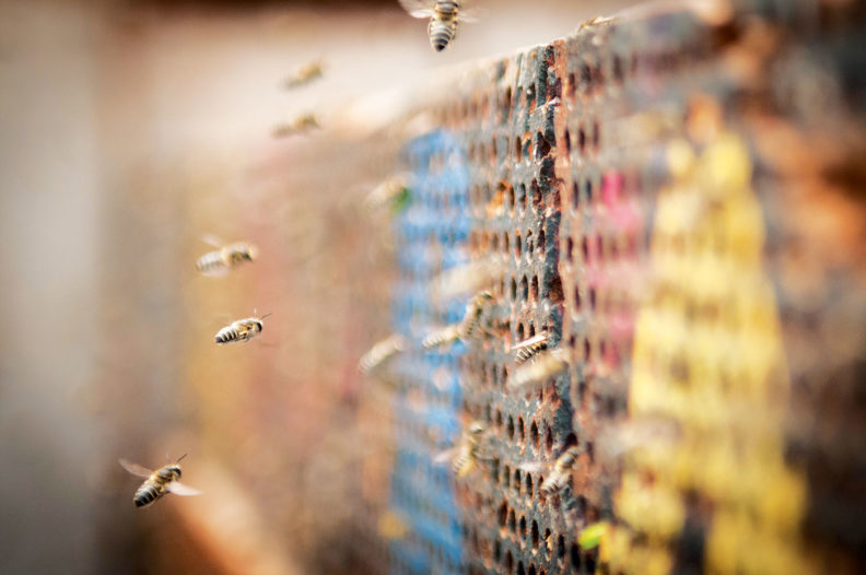 Alfalfa leafcutter bees flying into nests