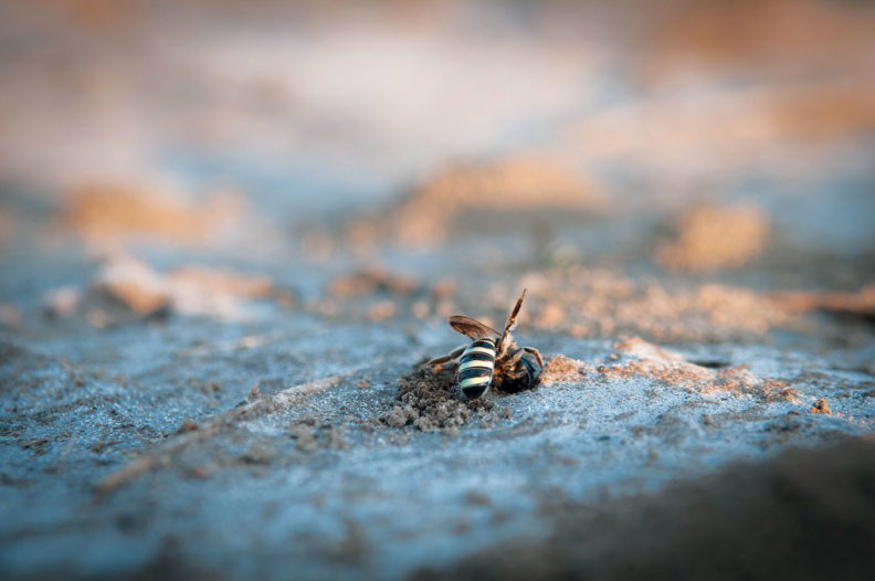 Alkali bee digging a hole