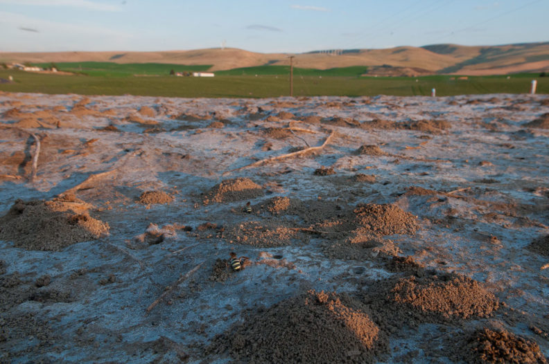 Sunrise over an alkali bee bed in southeastern Washington