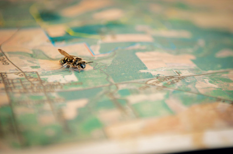 Alkali bee on a map