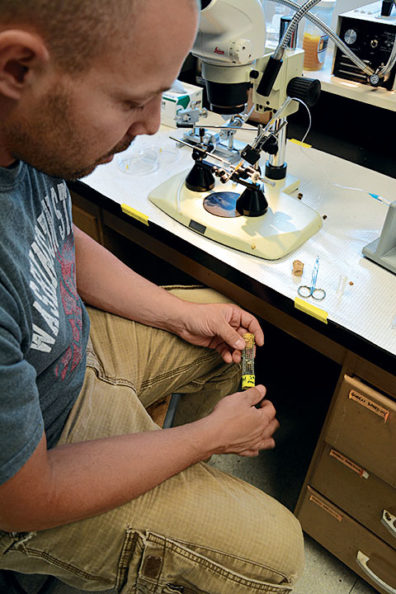 WSU entomologist Brandon Hopkins holds a queen bee in a tube as he injects semen