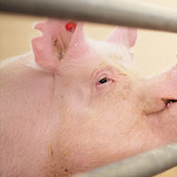 Genetically modified pig. Photo Luke Hollister