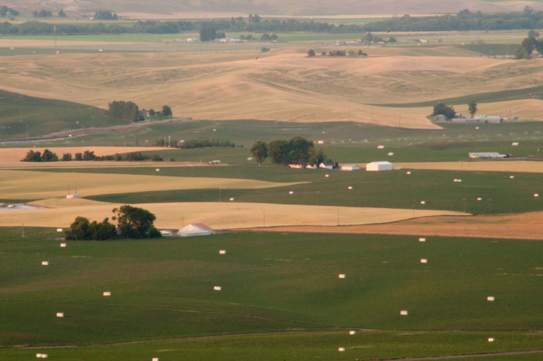 Walla Walla Valley alfalfa leafcutter bee huts