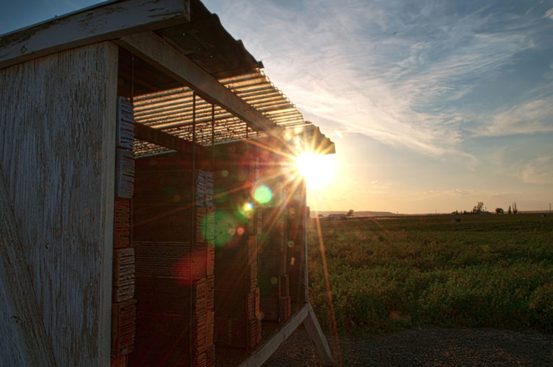 Sunrise over alfalfa field with leafcutter bee hut