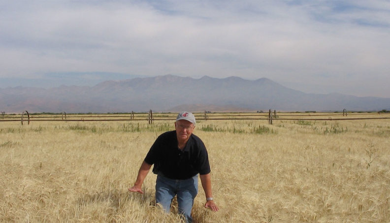 Jim Cook in a wheat field